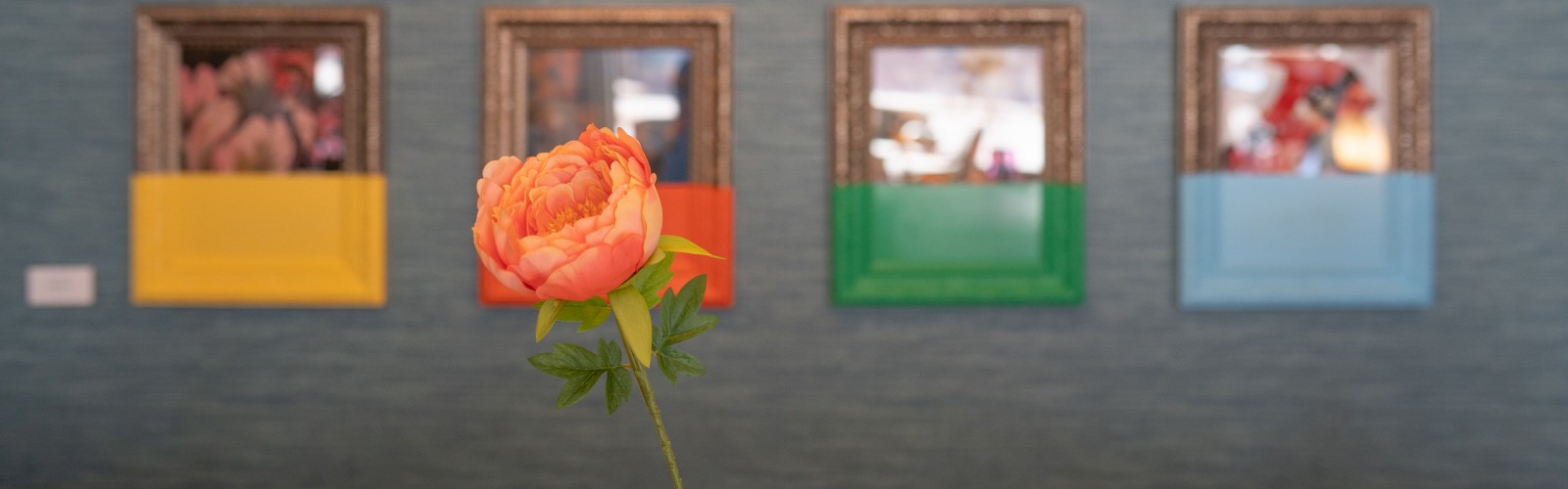 A blurred orange flower is in the foreground, with eight colorful framed pictures on the wall in the background, partially obscured.