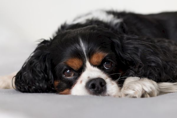 A black, white, and brown dog with a sad expression lies on a light grey surface with its head resting on its paws, looking at the camera.