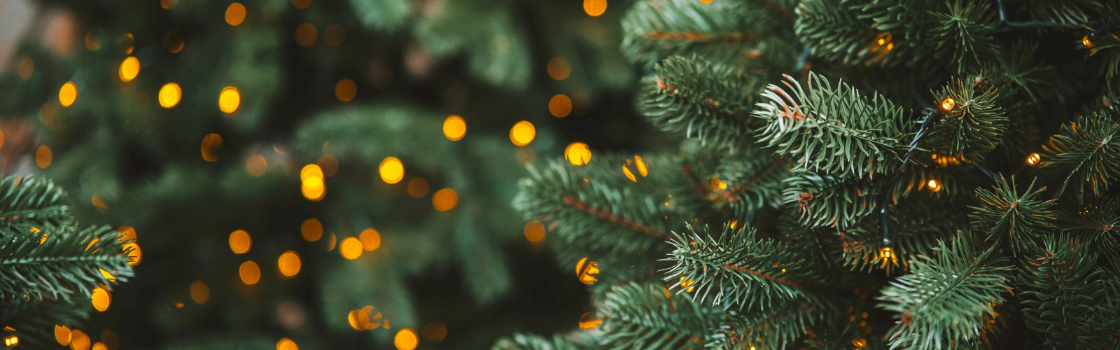 Two evergreen branches with warm, glowing fairy lights creating a cozy, festive bokeh in the background.